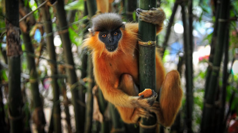 Capped Langur (Trachypithecus pileatus), on a bamboo tree in Sylhet, Bangladesh